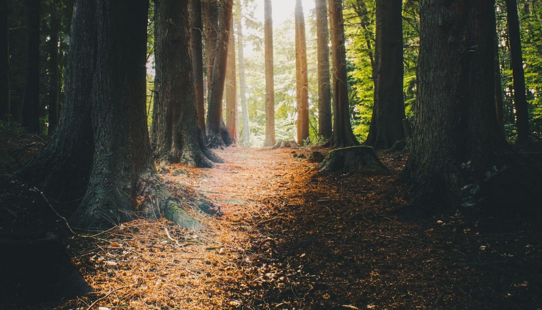 Chemin en forêt symbolisant un passage, la clarté et l’accompagnement dans une transition